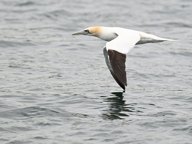 Gannet