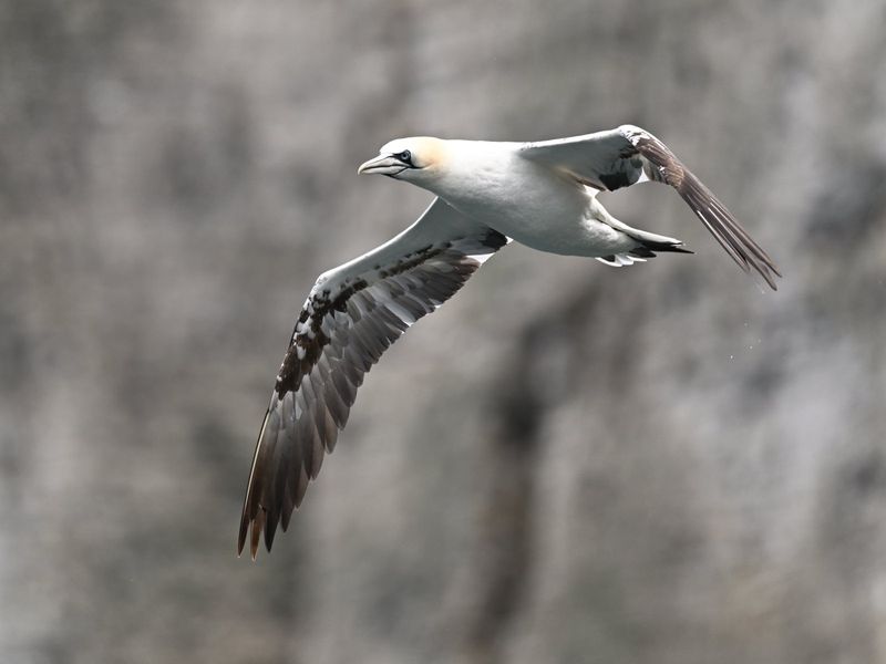 Gannet