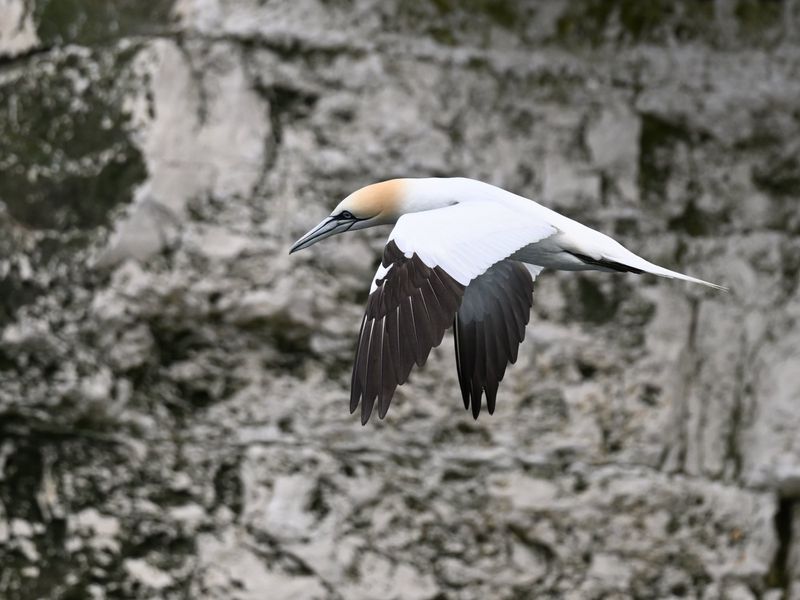 Gannet