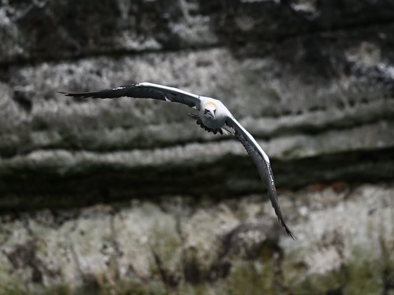 Gannet