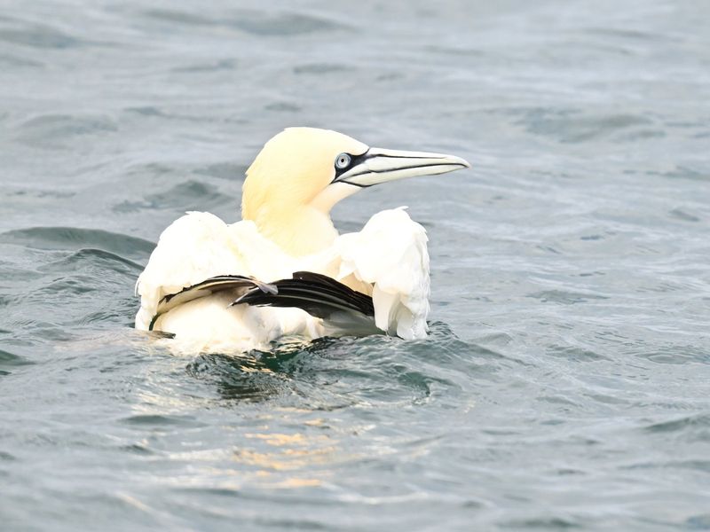 Gannet 
