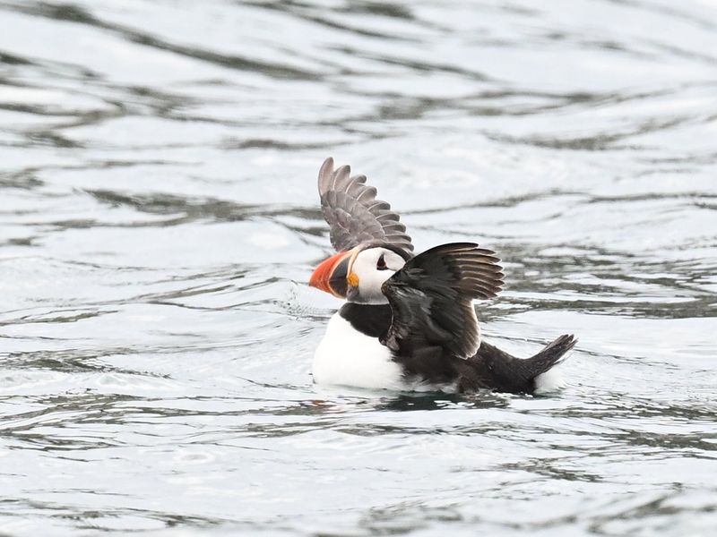 Puffin