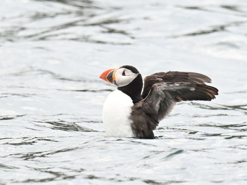 Puffin