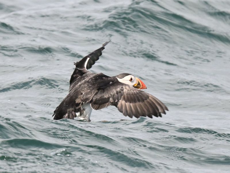 Puffin take off