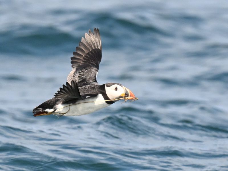 Puffin