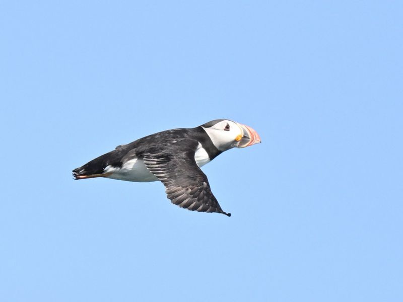 Puffin