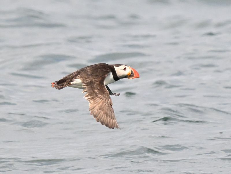 Puffin
