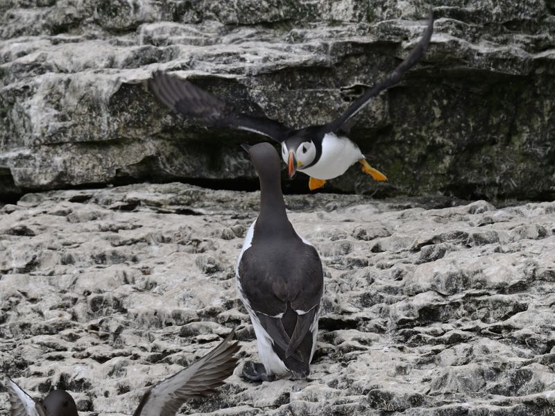 Puffin take off