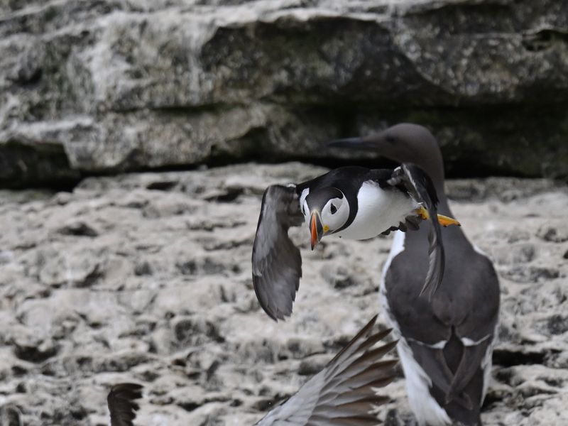 Puffin
