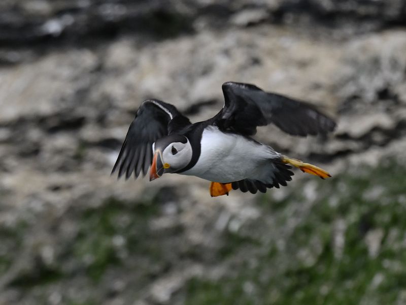 Puffin
