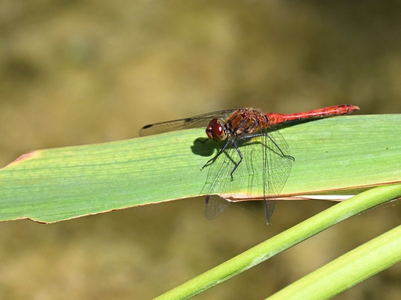 Ruddy Darter
