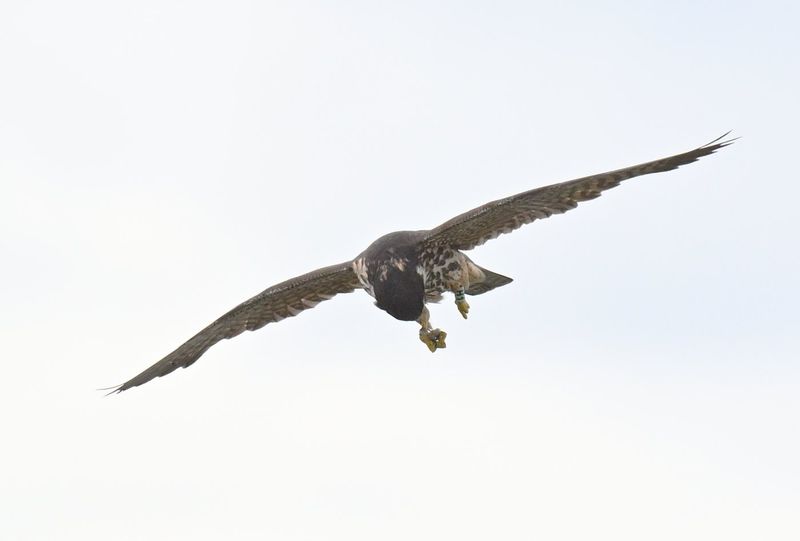 Hobby H1