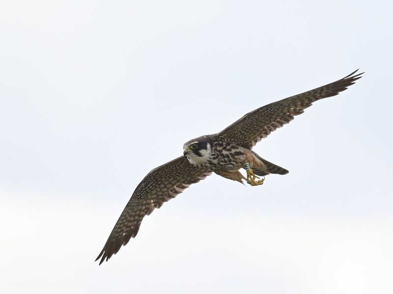 Hobby H1