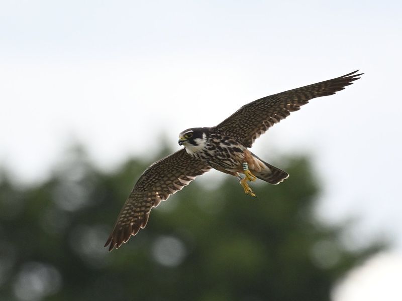 Hobby H1