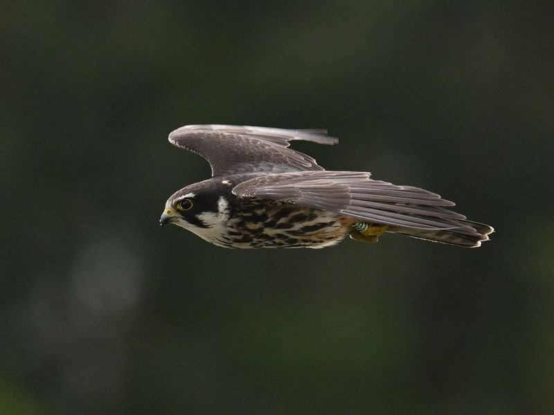 Hobby H1