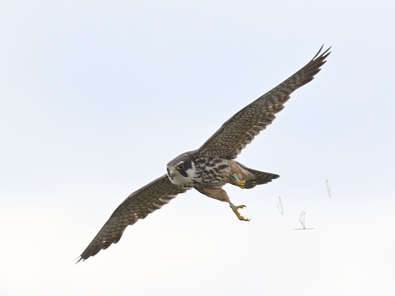 Hobby H1