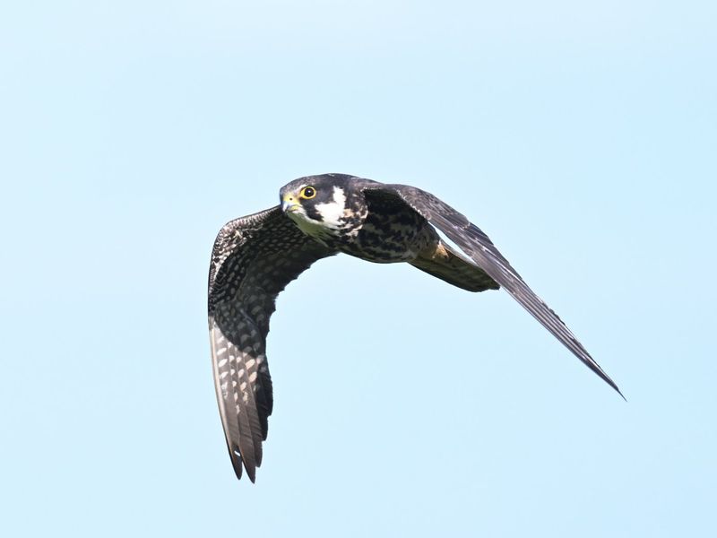 Hobby