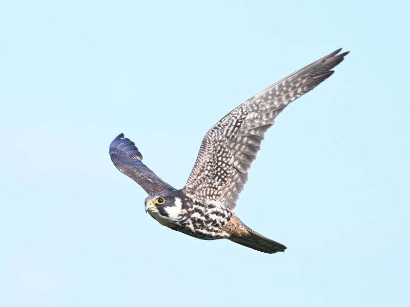 Hobby