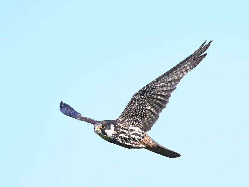 Hobby