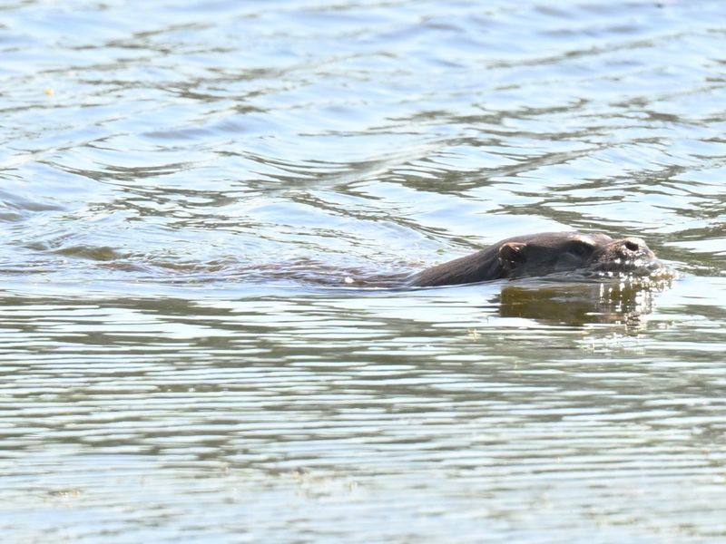 Otter