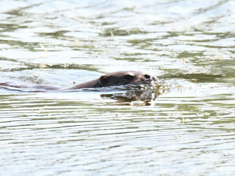 Otter