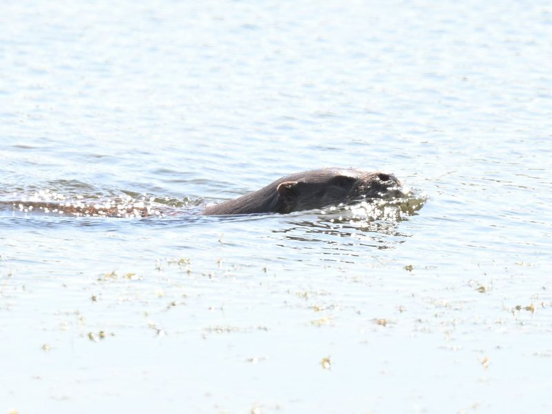 Otter
