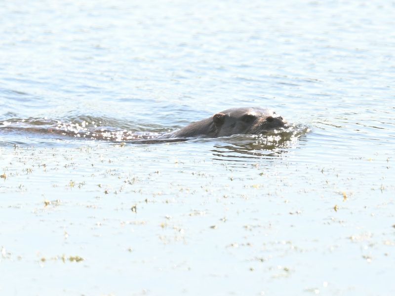 Otter