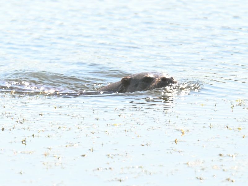 Otter