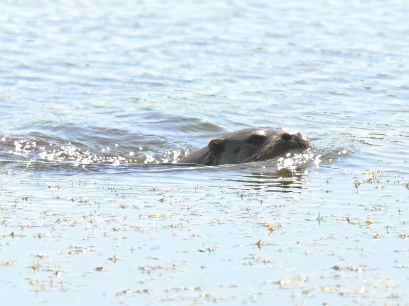 Otter