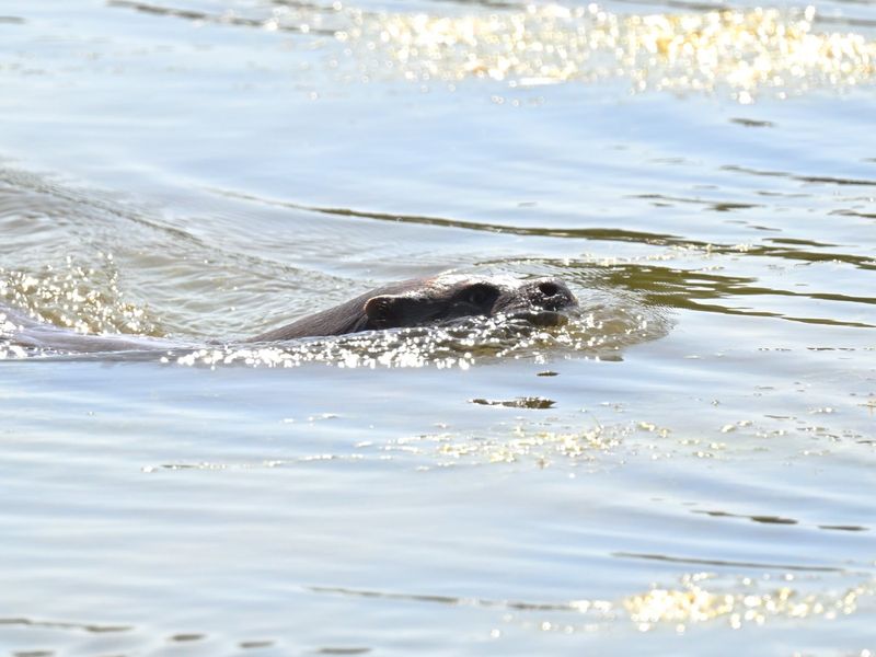 Otter
