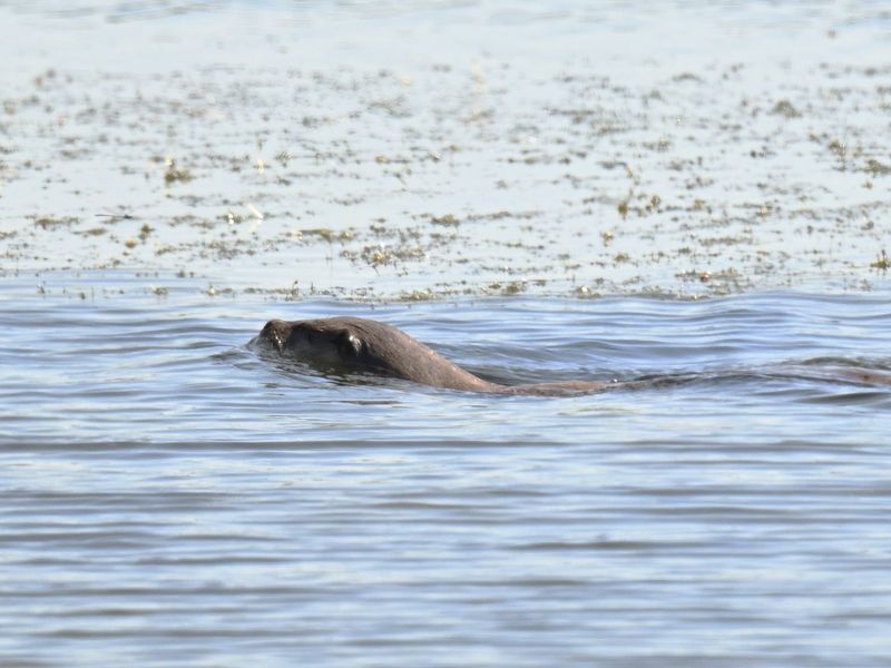 Otter