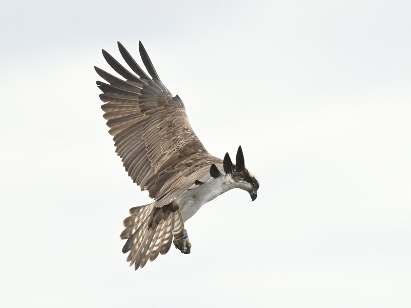 Osprey 33