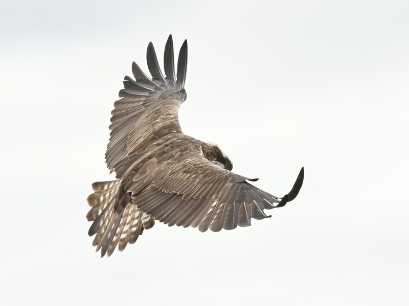 Osprey 33
