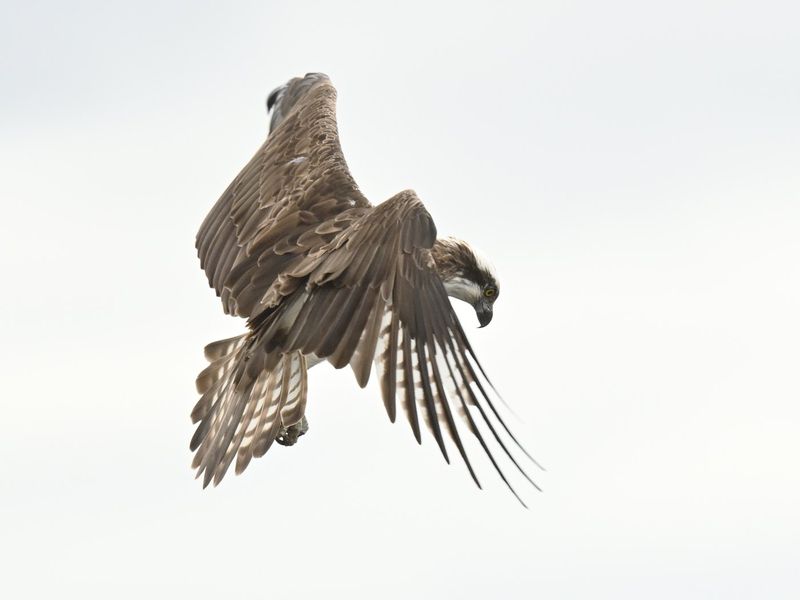 Osprey 33