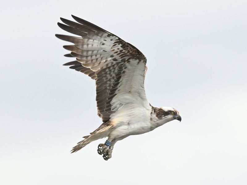 Osprey 33