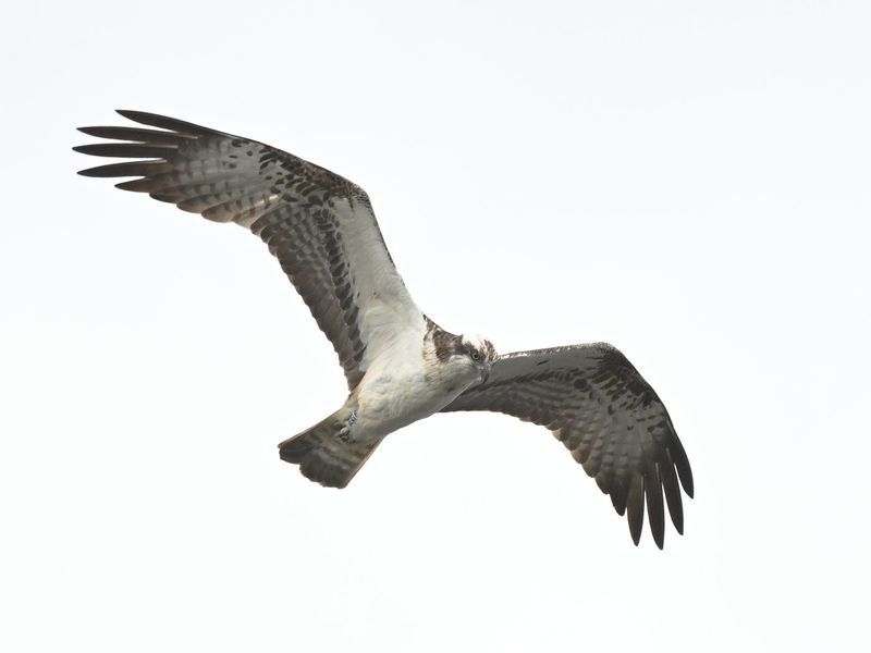 Osprey 33