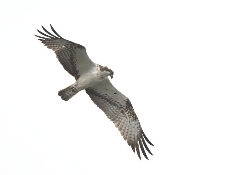 Osprey 33
