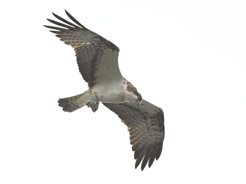 Osprey 33