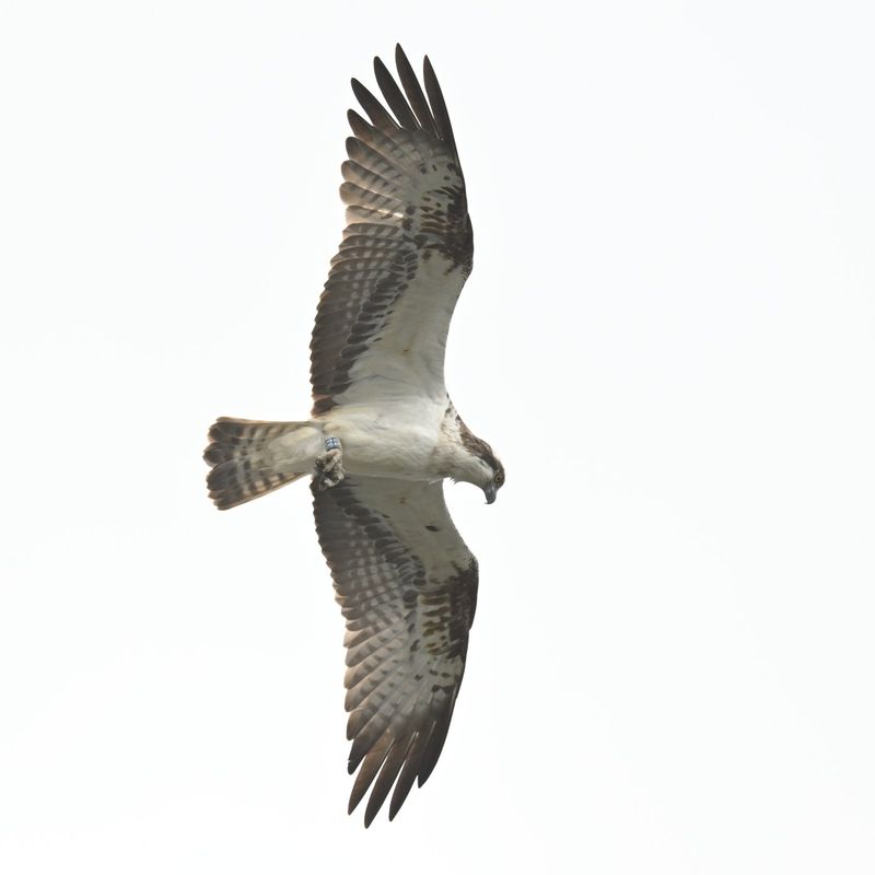 Osprey 33