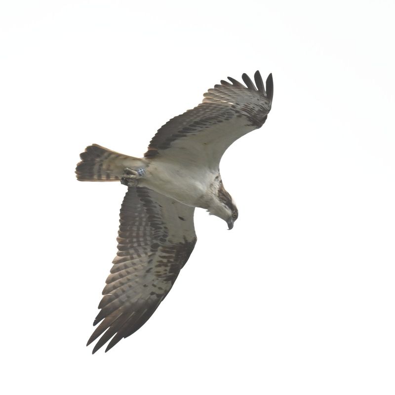Osprey 33