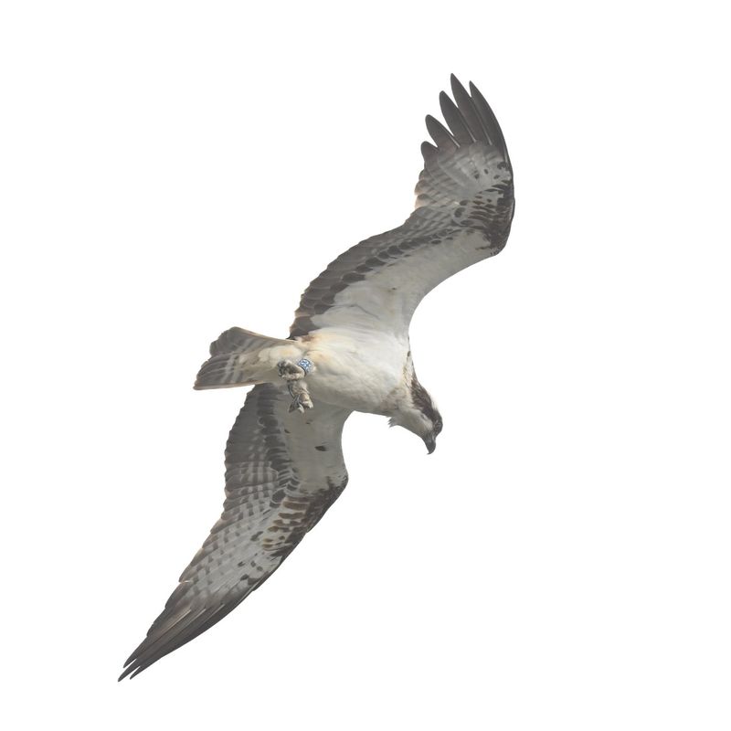 Osprey 33