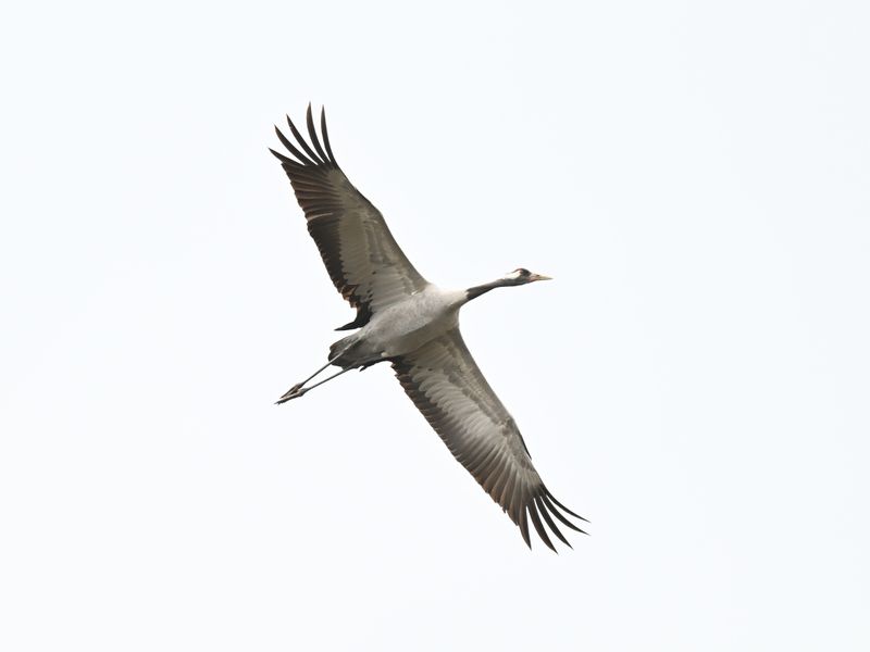 Common Crane