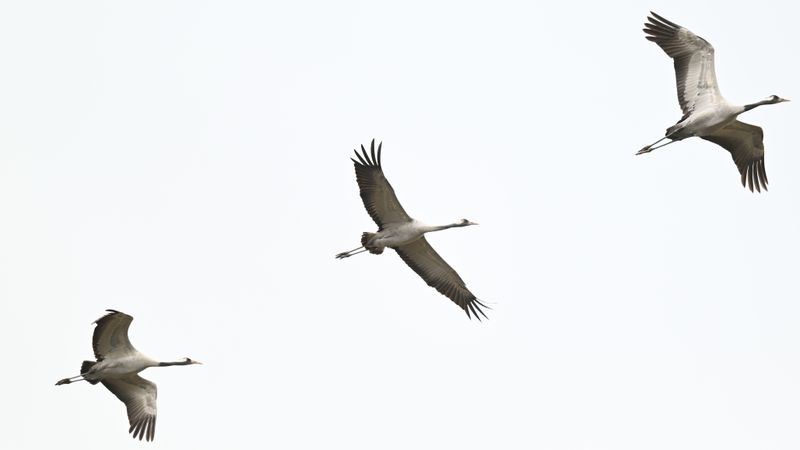 Common Crane