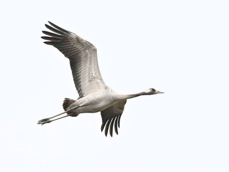 Common Crane