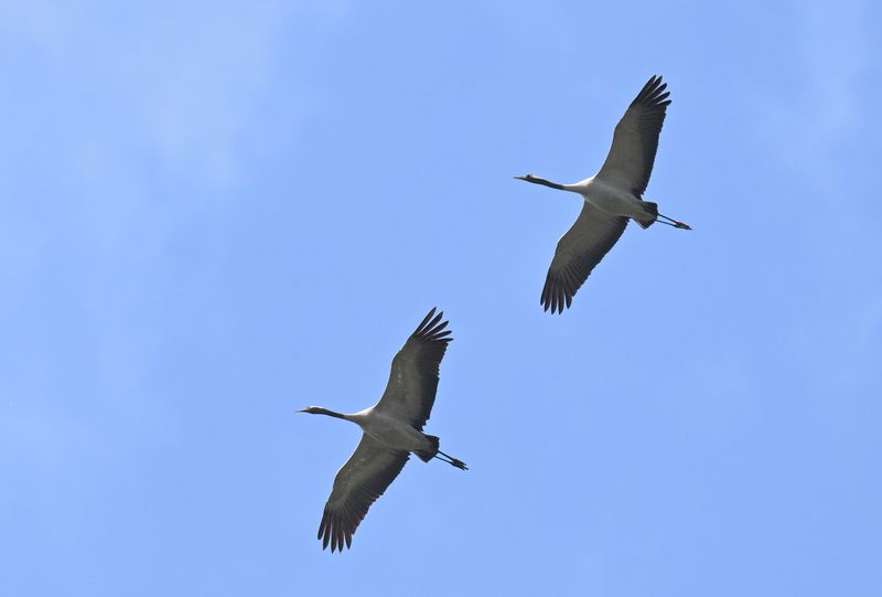 Common Crane