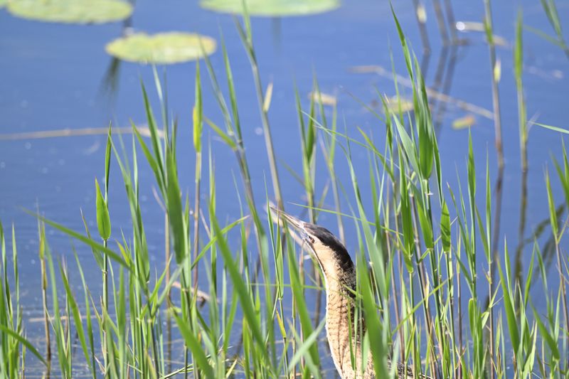 Bittern
