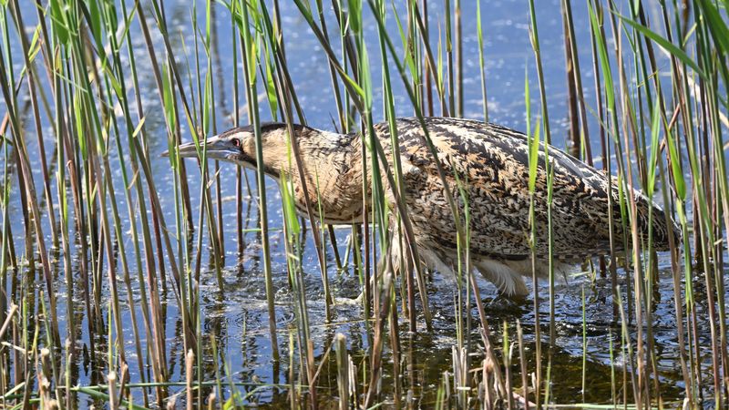 Bittern