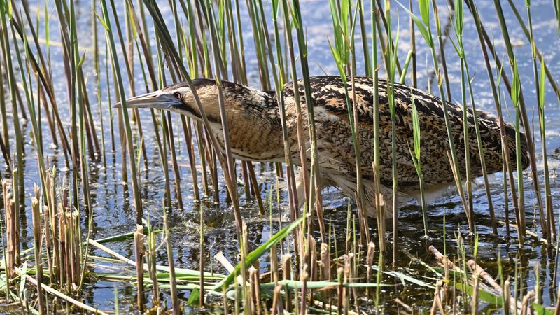 Bittern