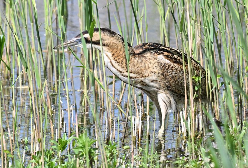 Bittern