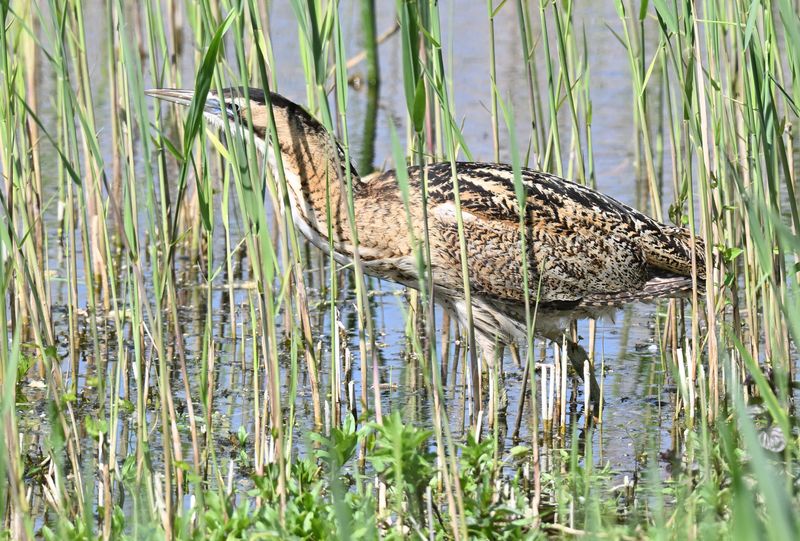 Bittern